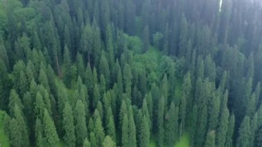Manali, Himachal 'da muson yağmurları sırasında çam ağaçlarından bulutlara doğru havadan çekilen görüntüler. 