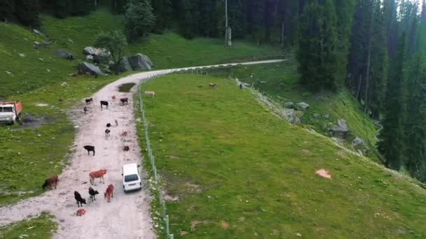 Piękny widok z powietrza samochodu przejeżdżającego przez krowy skupione w himalajskiej drodze, himachal pradesh, manali — Wideo stockowe