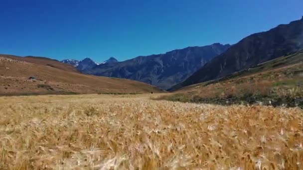 Wheatfield i övre bergsområdet i Indiska Himalaya i Spiti, Himachal, Snabb bakåt rörlig skott, Golden Crop — Stockvideo