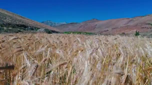 Wheatfield en el área montañosa superior Himalaya india en Spiti, Himachal, tiro rápido — Vídeos de Stock