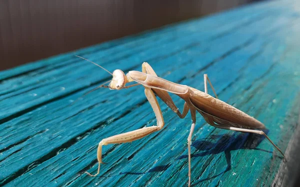 Eine Selektive Fokusaufnahme Einer Braunen Gottesanbeterin Auf Einem Hölzernen Geländer — Stockfoto