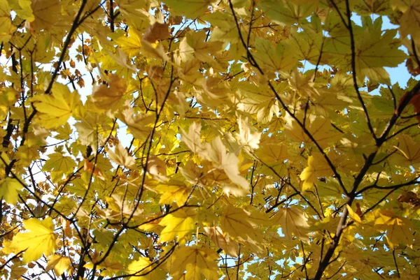 Automne Doré Photo Belles Feuilles Jaunes Automne — Photo