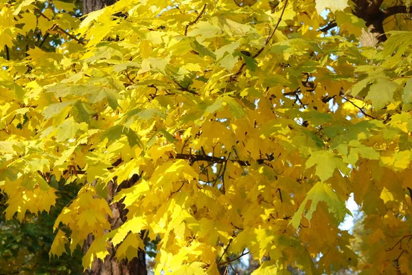 Automne Doré Photo Belles Feuilles Jaunes Automne — Photo