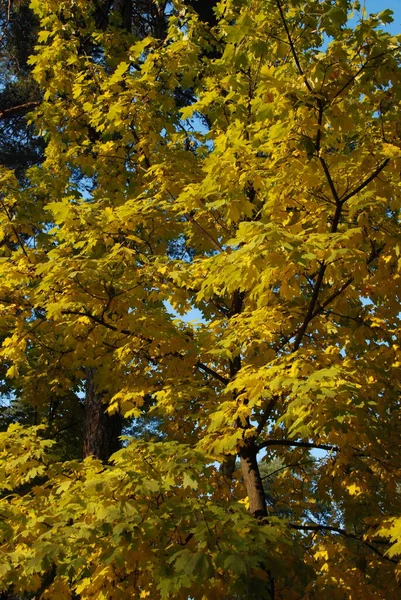 Golden Autumn Photo Beautiful Autumn Yellow Leaves — Stock Photo, Image