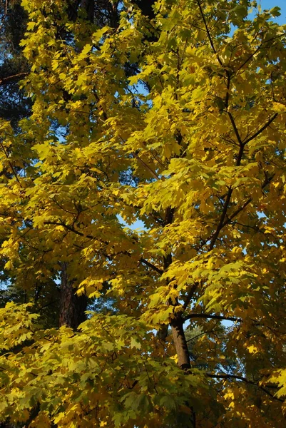 Golden Autumn Photo Beautiful Autumn Yellow Leaves Stock Picture