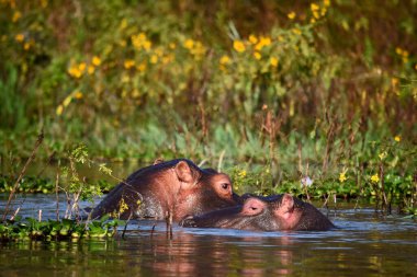 Kenya 'da bir gölde su aygırları