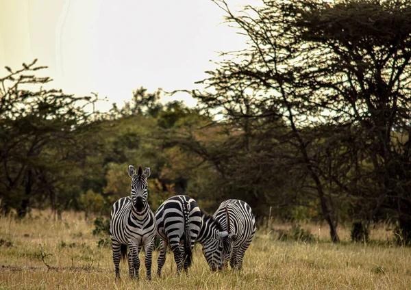 Zebras Reserva Nacional Masai Mara Quênia — Fotografia de Stock