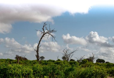 Afrika 'da safaride kuru ağaçlar