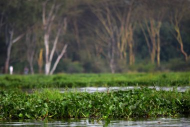 Kenya 'da bir gölde bitki örtüsü