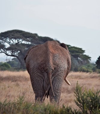 Arkadan görülen fil Masai Mara, Kenya, Afrika