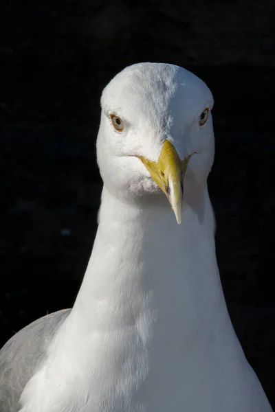 Close Van Een Zwaluw Met Een Gele Snavel — Stockfoto