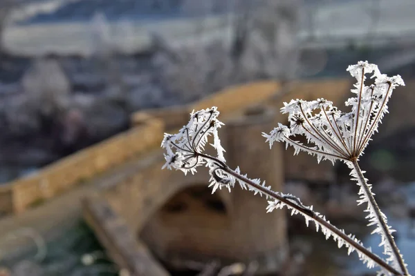 冬天结霜的树枝 — 图库照片