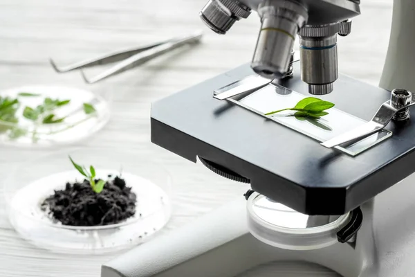 Biological research. Glass in test tubes with microscope on lab table