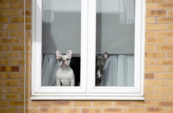 Two french bulldogs inside of house looking out the window.