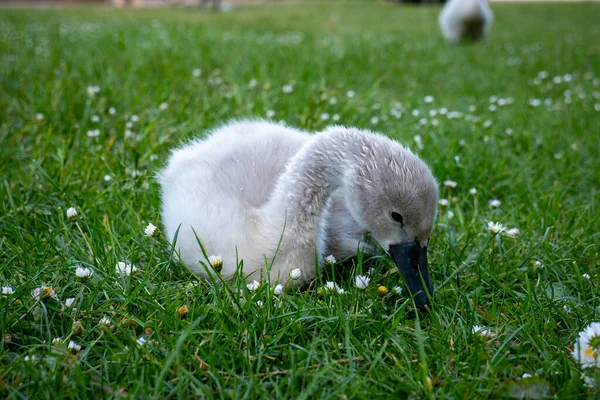 Bébé Cygnes Mignon Assis Picorant Herbe Les Cygnes Sont Des — Photo