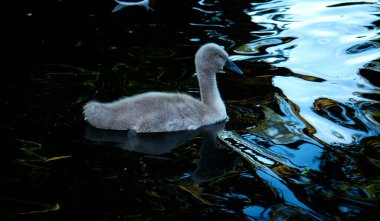 Cwmbran, Galler / İngiltere - 06 / 02 / 2020: Bebek cygnet Cwmbran Tekne Gölü 'ndeki bir gölde uykuya daldı.