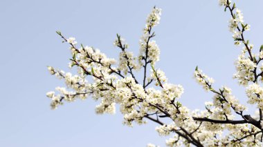 Çiçekler açsın mavi gökyüzünde.