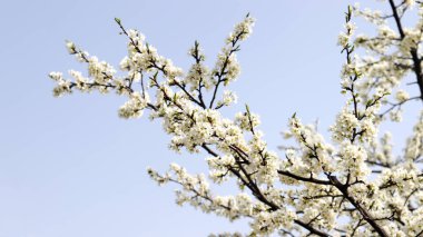 Armut ağaçları parkta çiçek açar..