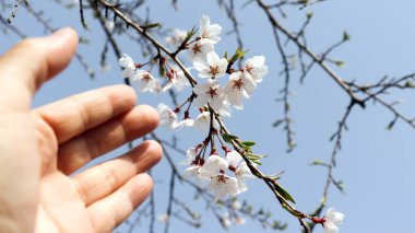 Kiraz çiçekleri ve ellerin yakın plan görüntüsü.