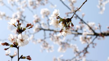 Mavi gökyüzüne karşı kiraz çiçeğinin yakın plan görüntüsü.