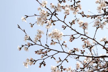 Ilık bahar kiraz çiçeği sahnesi.