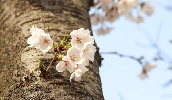 Cherry Blossoms Cherry Blossom Tree Pillar — Stock Photo, Image