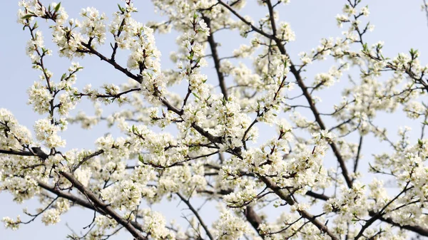 The full blooded pear blossom of a warm spring day.