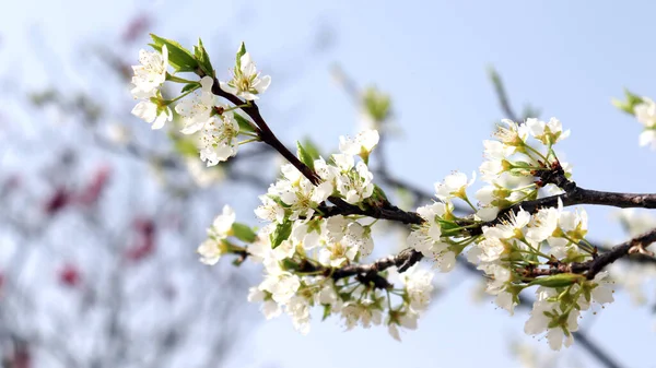 Spring view with pear blossoms.