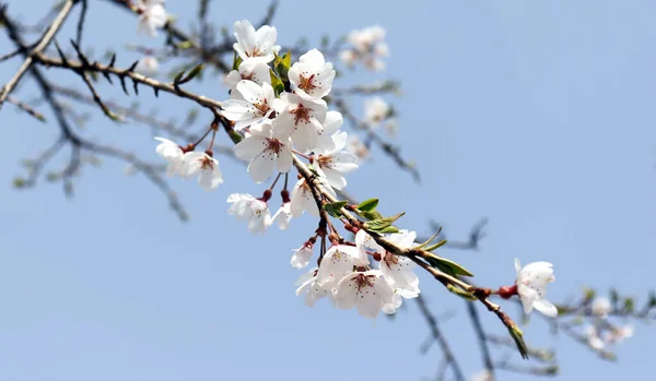 Flores Cerejeira Ramos Plena Floração Contra Céu Azul — Fotografia de Stock