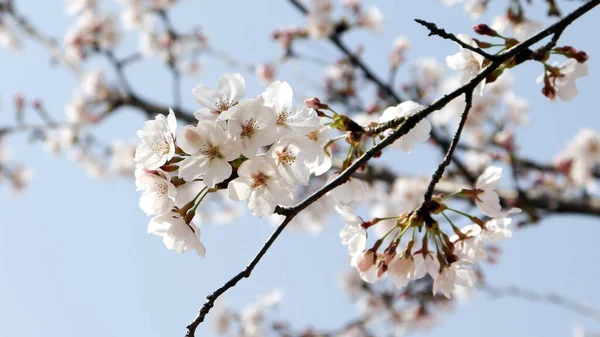 Detailní Záběr Třešňového Květu Proti Modré Obloze — Stock fotografie