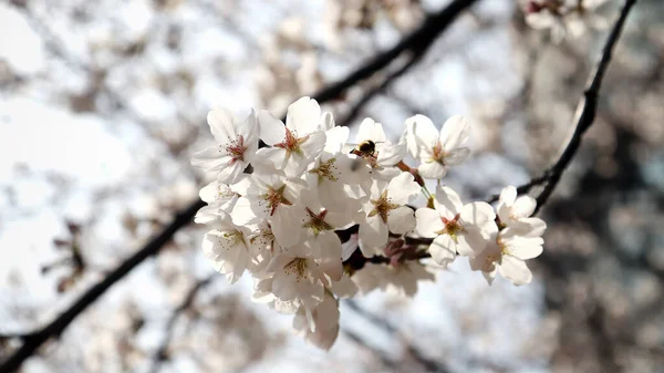 Nahaufnahme Der Warmen Frühlings Kirschblüten Und Honigbienen Szene — Stockfoto