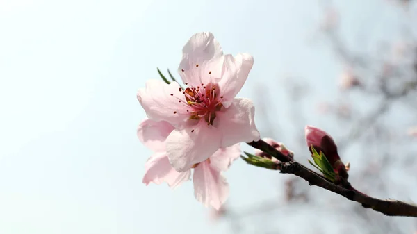 Imagem Close Uma Flor Pêssego Rosa Fundo Céu Brilhante — Fotografia de Stock