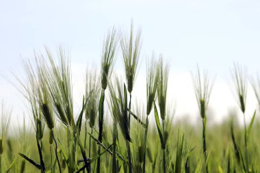 Yeşil arpa tarlası nisanda serin bahar esintisiyle doludur..