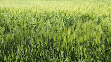 Yeşil arpa tarlalarının zengin manzarası.