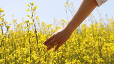 Sarı tecavüz çiçeklerini yakalayan bir kadın eli. Sarı tecavüz çiçeği bahçesinde yürüyen kadının konsepti.
