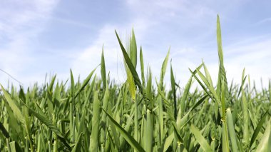Biraz bulutlu parlak gökyüzü ve yeşil arpa tarlası.
