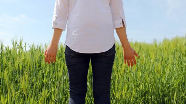 Yeşil arpa tarlası ve kadının arkası. Beyaz gömlek ve kot pantolon giyen bir kadının arkası..
