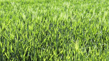 Yeşil arpa tarlalarının büyüyen görüntüsü.
