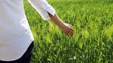 Rüzgarlı arpa tarlasında yürüyen bir kadının arkası..