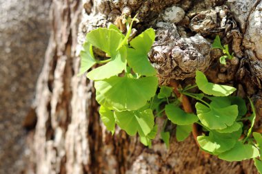 Sütunun üzerinde yetişen mavi ginkgo yaprakları.