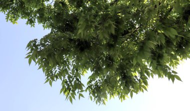 Mavi bahar gökyüzü ve yapraklar.