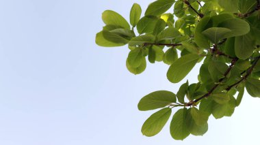 Soluk yeşil yapraklı bahar manzarası.