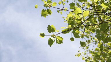 Mavi bahar gökyüzü ve platanus yaprakları büyümeye başlıyor..
