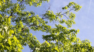 Yeşil ağaç yapraklı bahar manzarası..