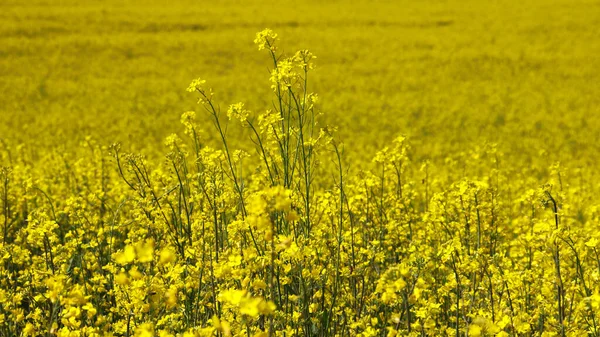 Желтые Цветы Рапса Полном Цвету — стоковое фото
