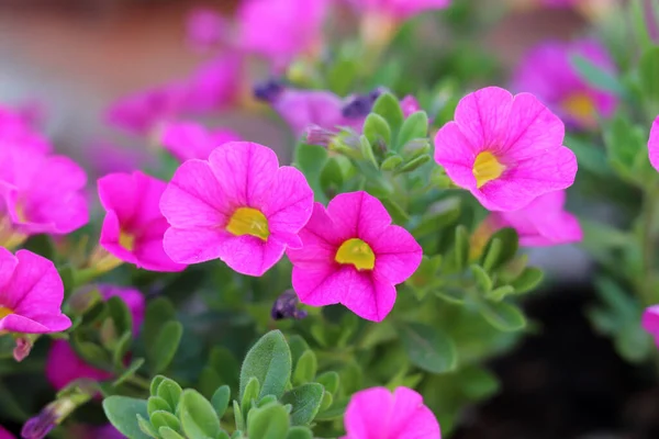 Rosa Petunia Spetsad Med Gul — Stockfoto