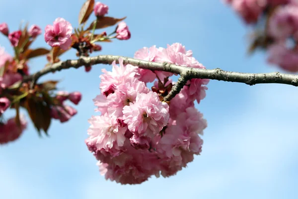 Třešňové Květy Jarní Sezóna Pozdní Jarní Scenérie — Stock fotografie