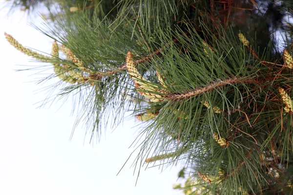 Blue Spring Sky Green Pines — Stock Photo, Image