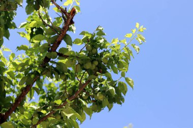 Yazın erken saatlerindeki mavi gökyüzü ve büyüyen erikler..