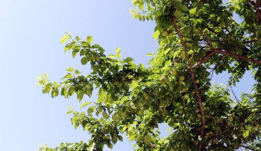 Yeşil erik ağaçları ve yaz mevsiminin başlarında gökyüzü meyve doludur..